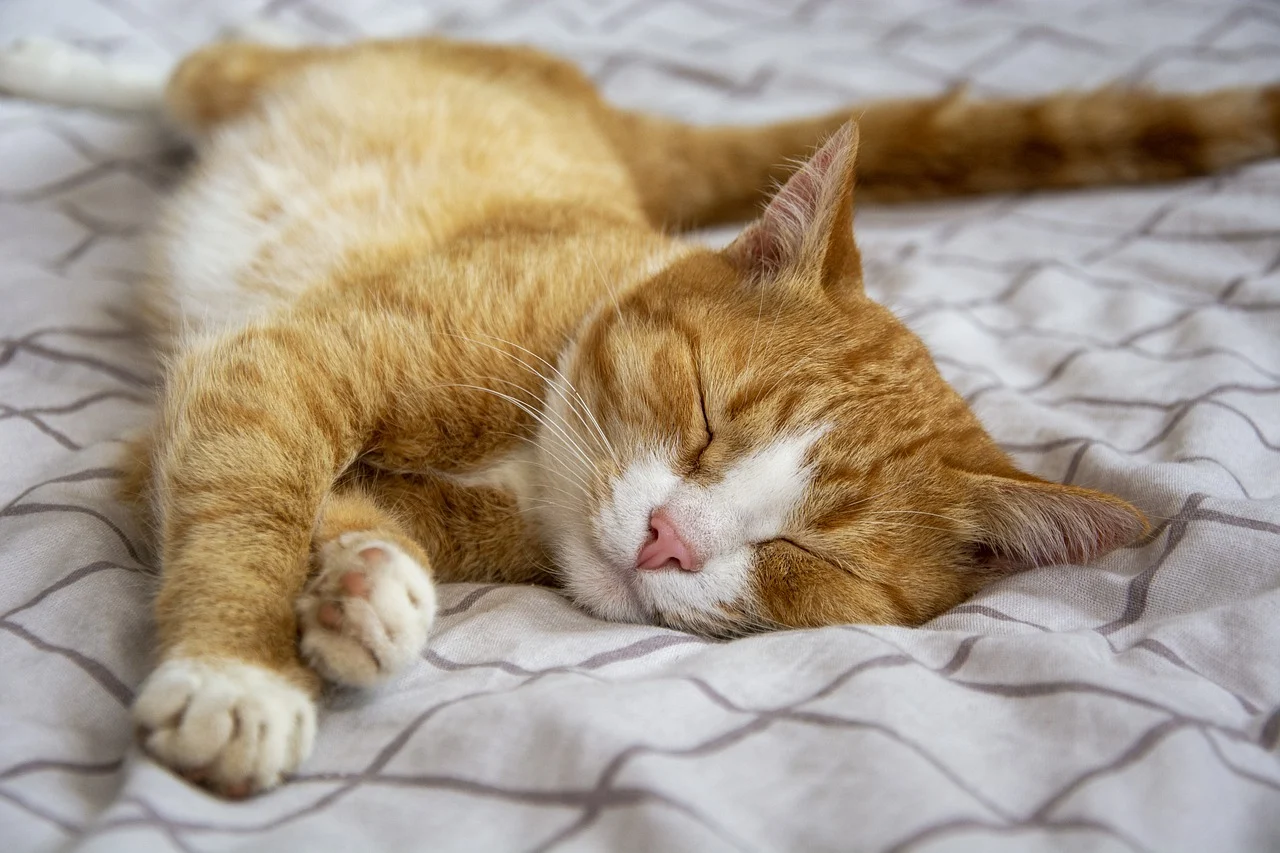 Les puces de chat dans le lit, comment s'en débarrasser pour de bon ?