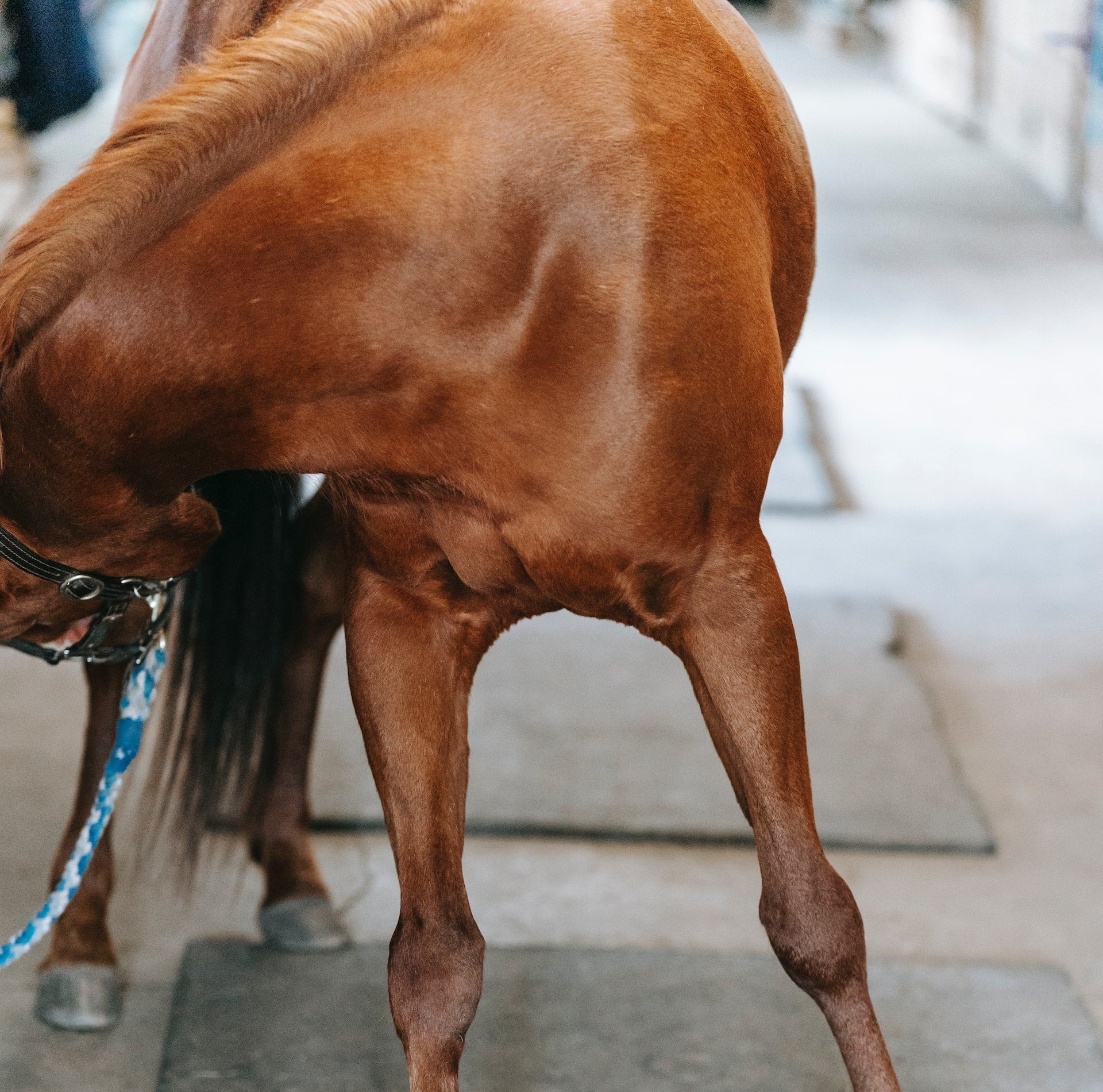 Les chevaux sont-ils capables de reconnaître nos visages?
