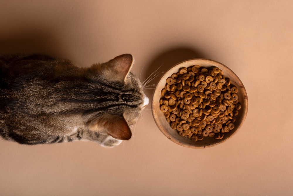 vue chat mangeant nourriture dans bol 1