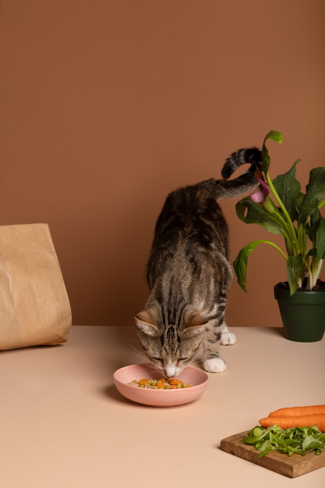 vue chat mangeant nourriture dans bol